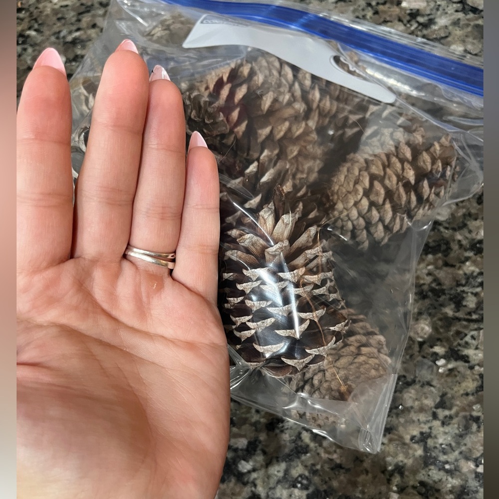 Fresh Pinecones! - Picture 4 of 4